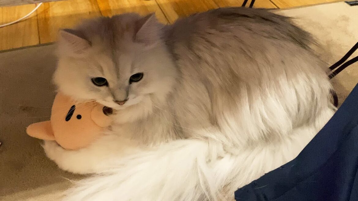 ブタのぬいぐるみを抱きかかえるペルシャ猫 ブタのぬいぐるみを抱きかかえるペルシャ猫