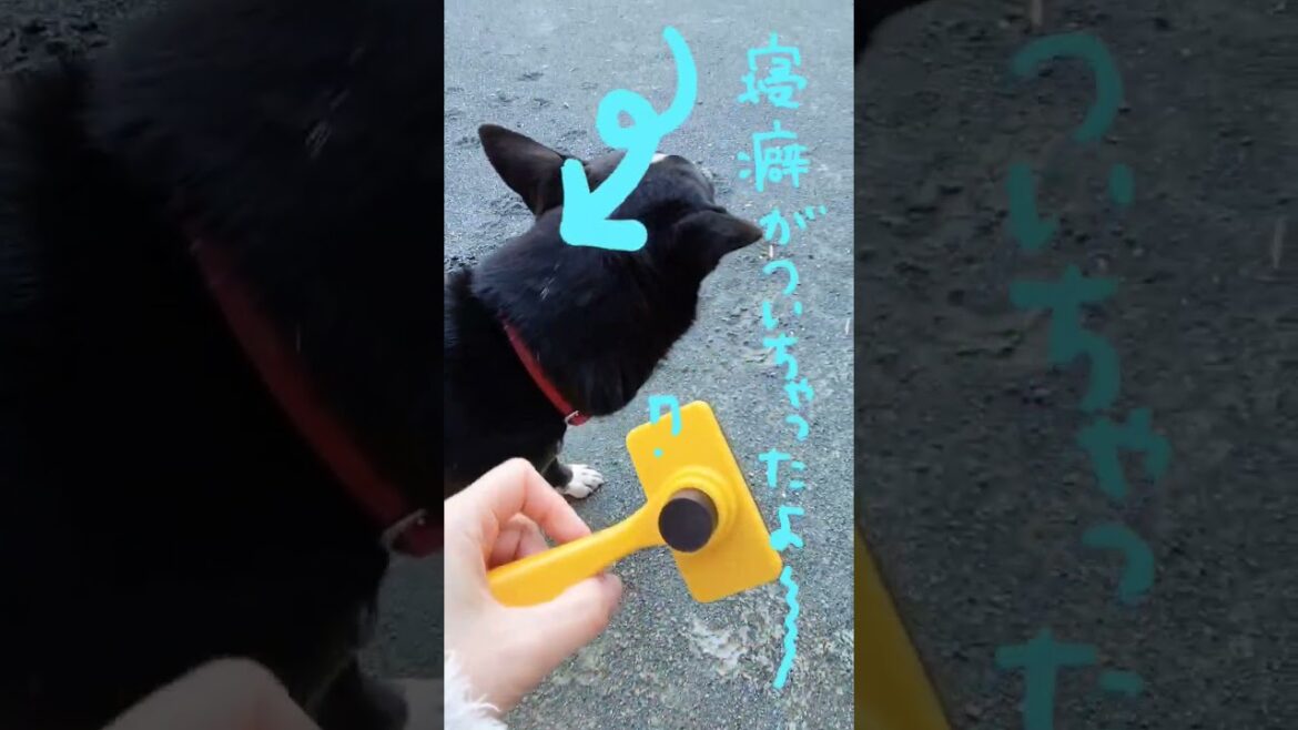 「寝癖」#バセンジー犬ニコちゃんだもん