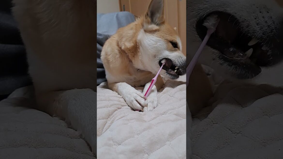 セルフ歯磨き保護犬✨️🦷✨️#保護犬#歯磨き#shorts