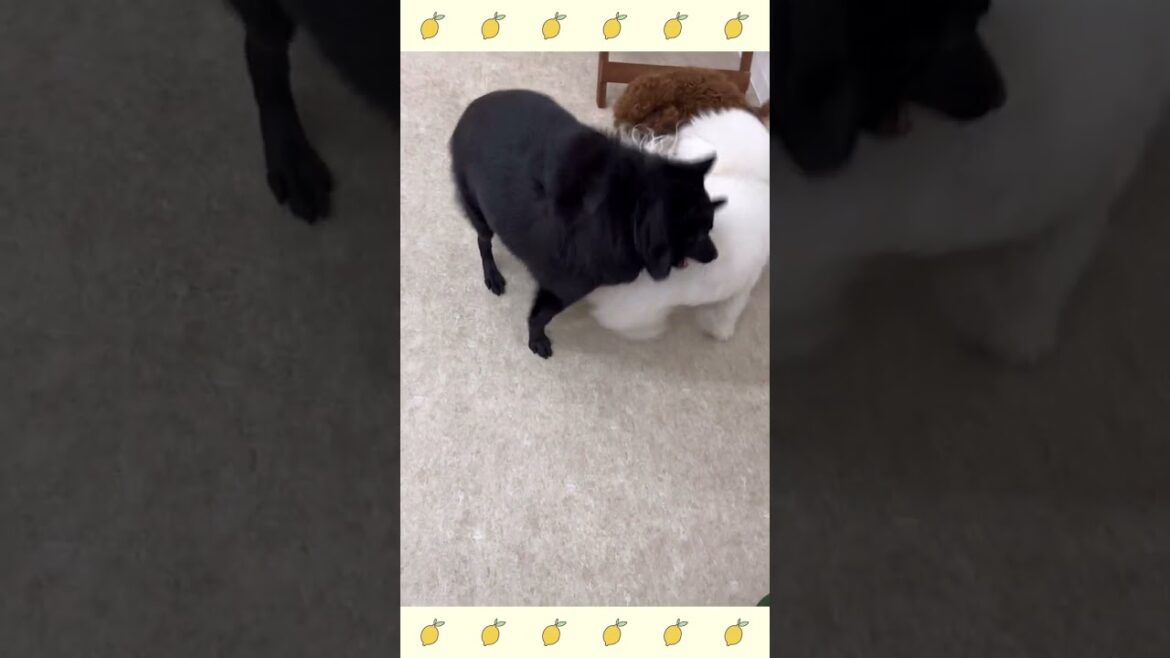 犬のようちえん・ほいくえん・スキッパーキ#犬のしつけ#shorts 犬のようちえん・ほいくえん・スキッパーキ#犬のしつけ#shorts