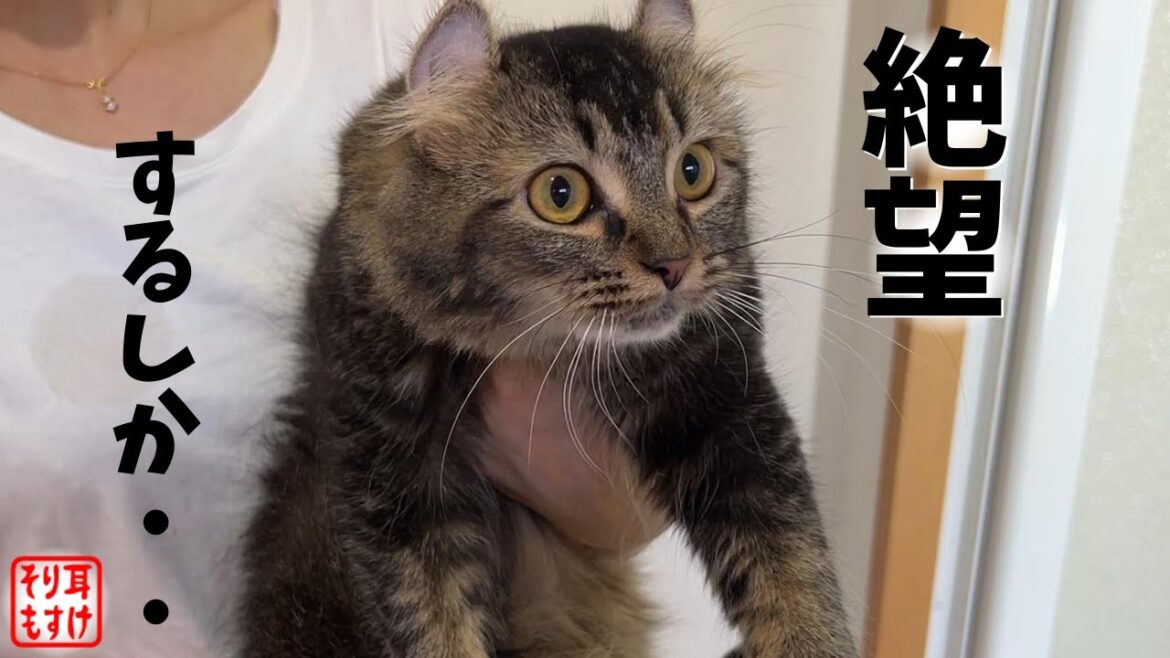 「お風呂に連行!」と言った時のウンコまみれの猫の反応がこちらw 「お風呂に連行!」と言った時のウンコまみれの猫の反応がこちらw