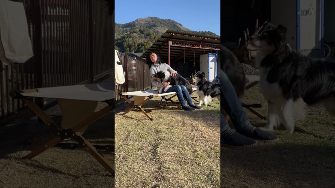 【ハイランダーのコット】レイとハルの休憩場所として購入したけど人間が先に使ってみた【キャンプ用品】 | ボーダーコリーのレイとオーストラリアンシェパードのハルと楽しむ豊かな暮らし |  #shorts