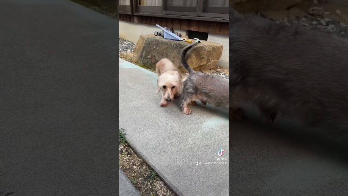 寒い日もドッグラン🐶　ワイヤーダックス達　dachshund ミニチュアダックスフント