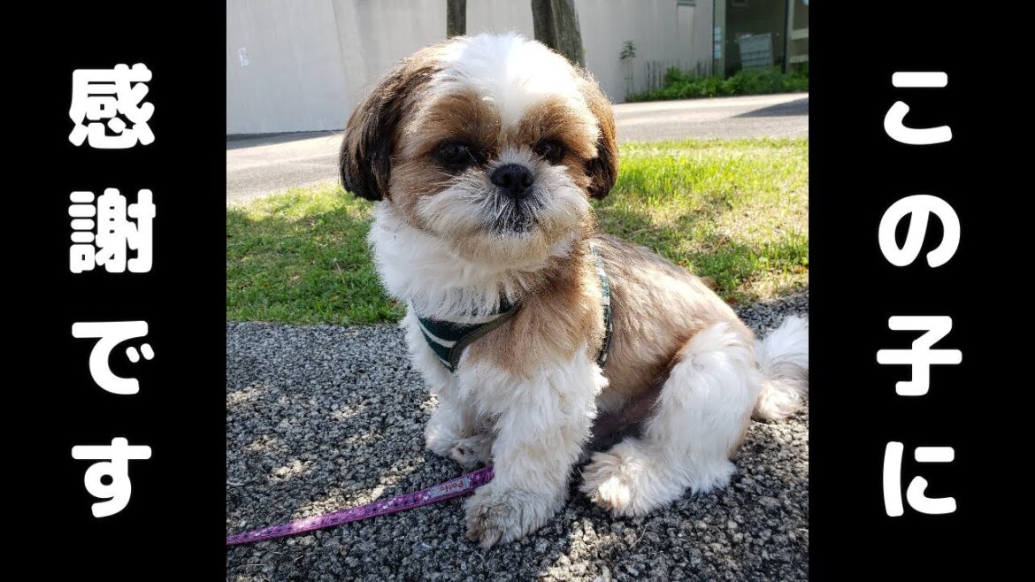 【この子が家族を変えた】シーズー犬をお迎えしてから今日までの６年間を振り返ってみた。笑い、感動、涙あり。【シーズー愛犬Vlog】