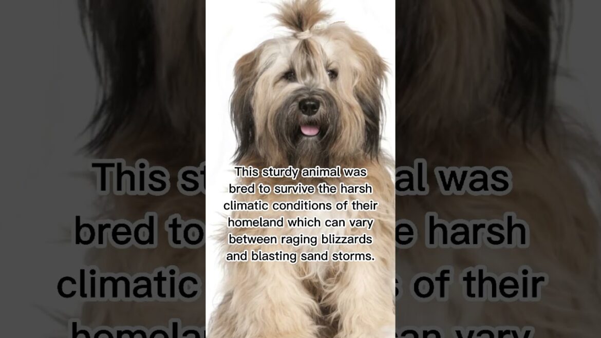 TIBETAN TERRIER 🐶 #dogs #animals #shorts