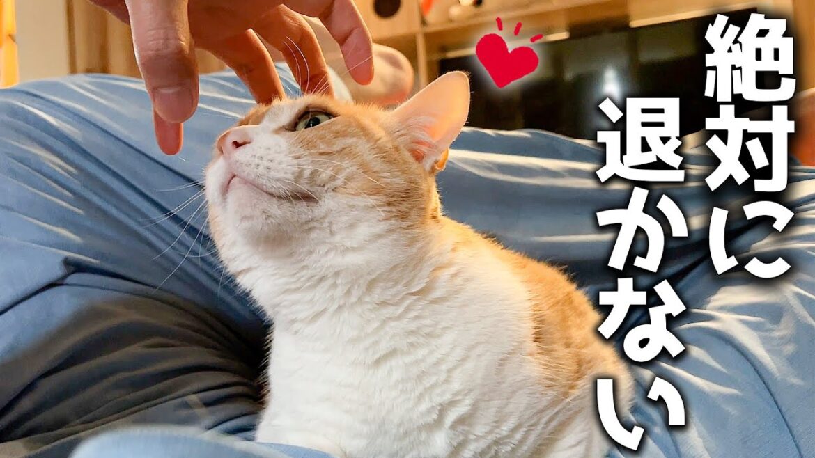 どんな嫌がらせをされても飼い主の上から離れないネコが可愛すぎます。