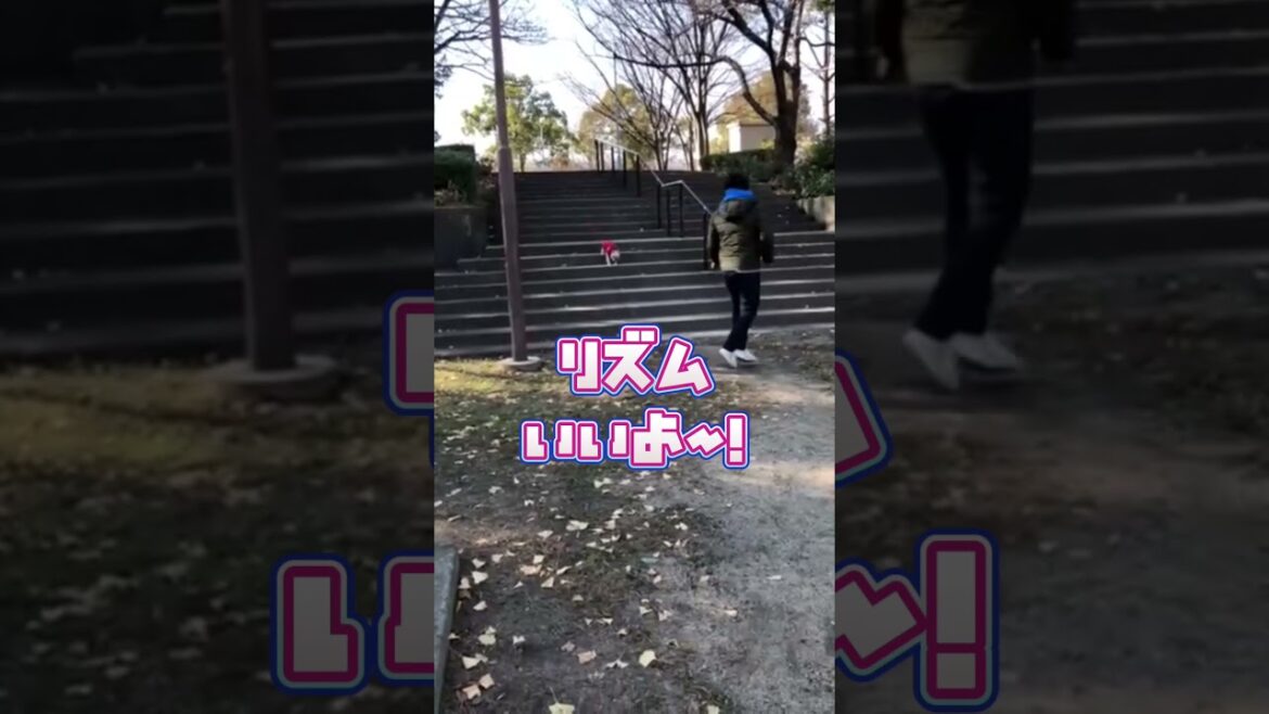 突然の悲劇… #フレンチブルドッグ #子犬 #いい感じだったのに