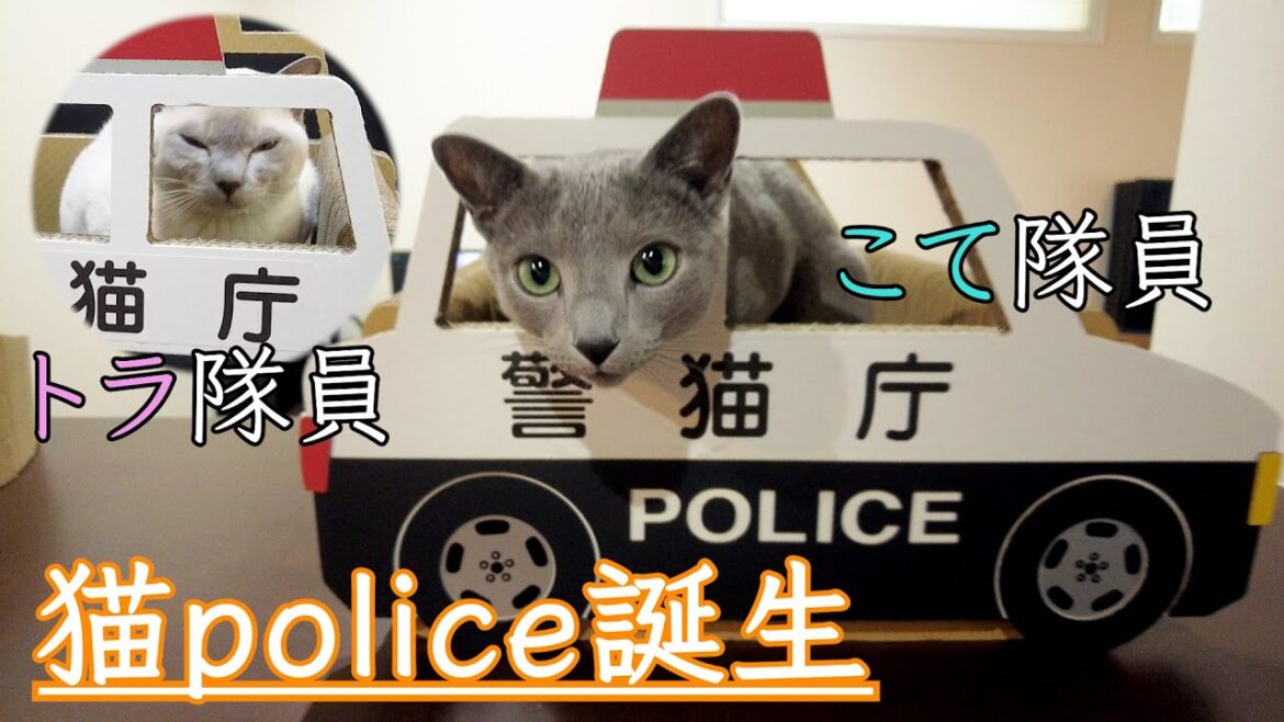 【乗り物】【ロシアンブルー×トンキニーズ】大好評の爪とぎ見つけました（＃81）