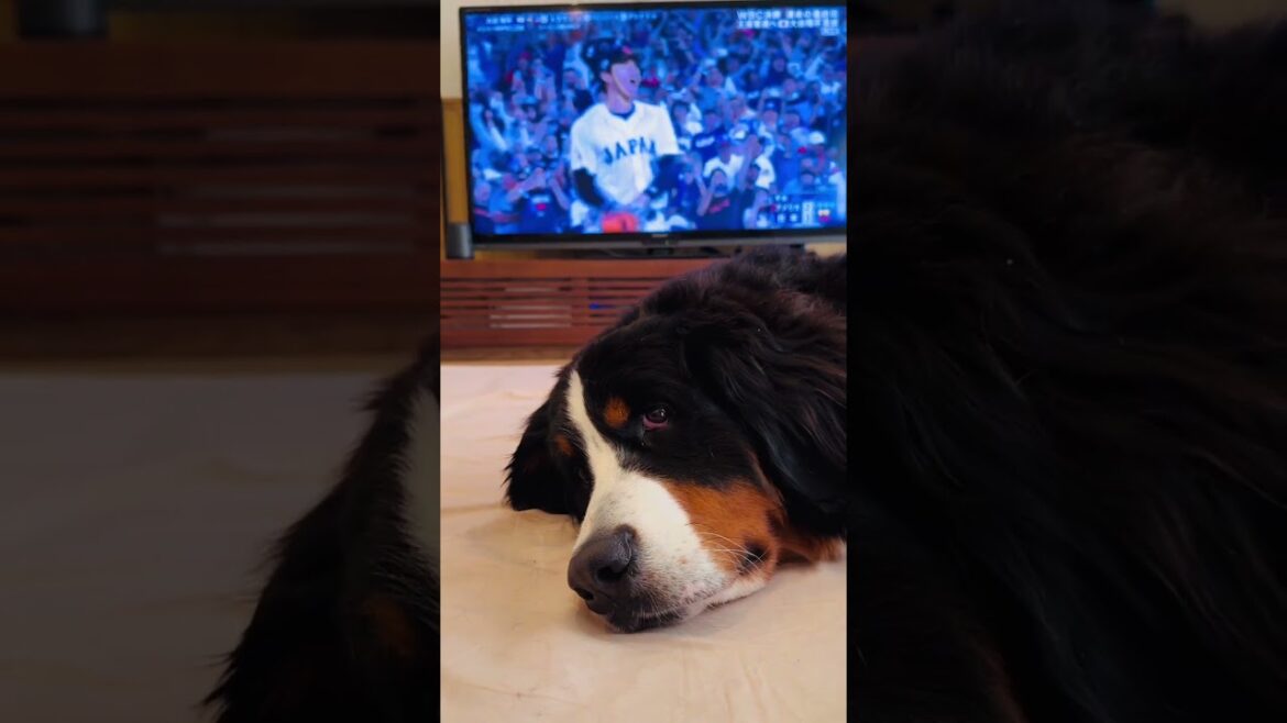 WBC優勝が決まった時のバーニーズマウンテンドッグ