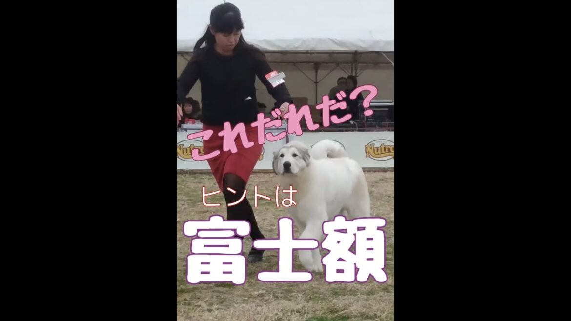 【ランランラン】ドッグショーはドキドキハラハラ【グレートピレニーズ】