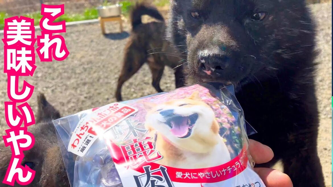甲斐犬達やっとジャーキーだ美味しいって分かって来ました（涙）