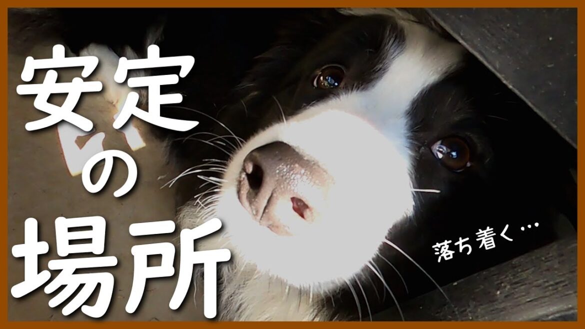 状況に応じて模様替えが必要な我が家😅｜シャル・フラン家♪【ボーダーコリー】