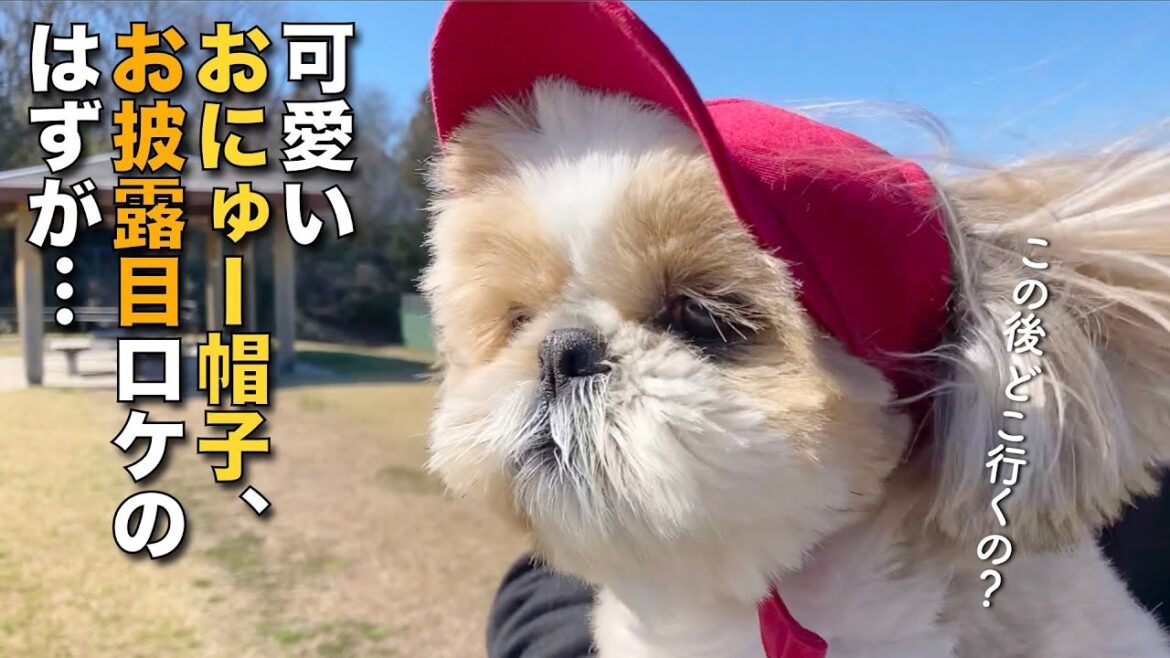 【シーズー】可愛いおにゅー帽子お披露目ロケのはずが・・・ナニコレ珍百景！www【241】