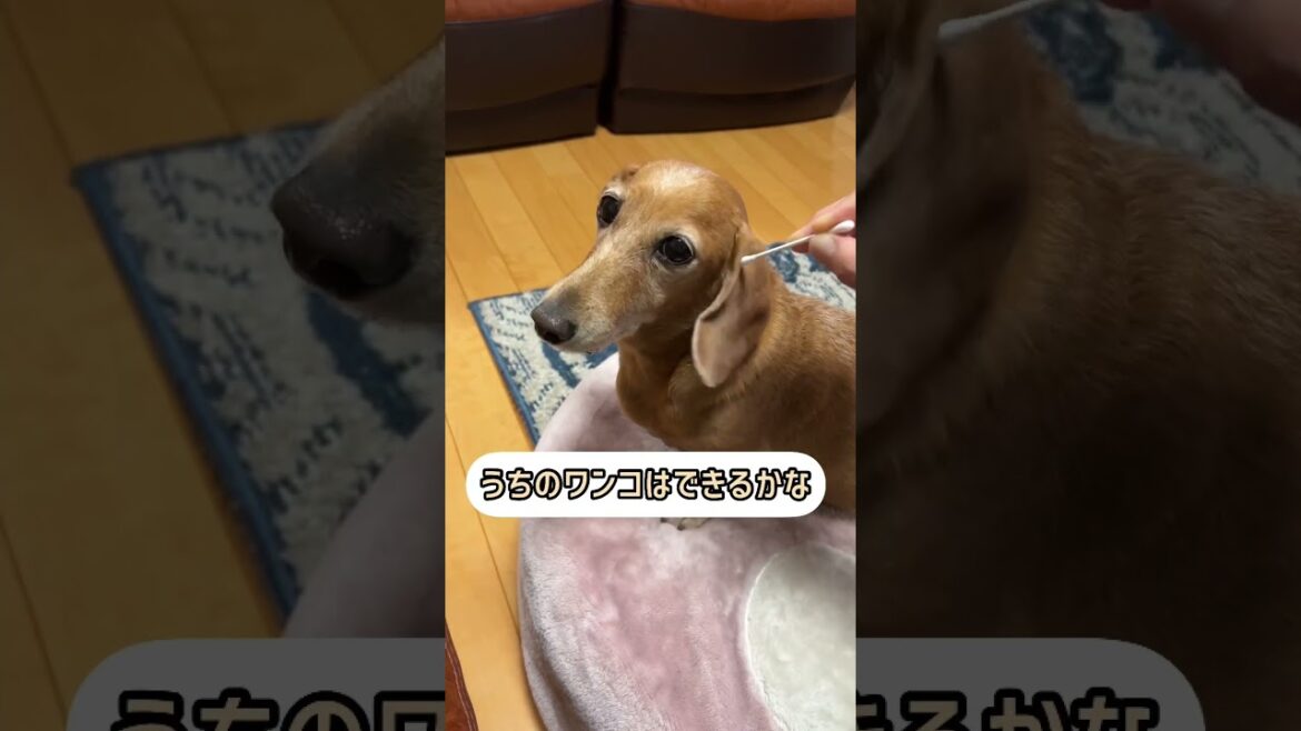 ダックスだとこれが出来るのかな？みんなやってみてー #スムース #ダックスフンド