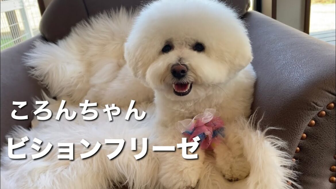 ビションフリーゼ　ころんちゃん【Bichon Frize】