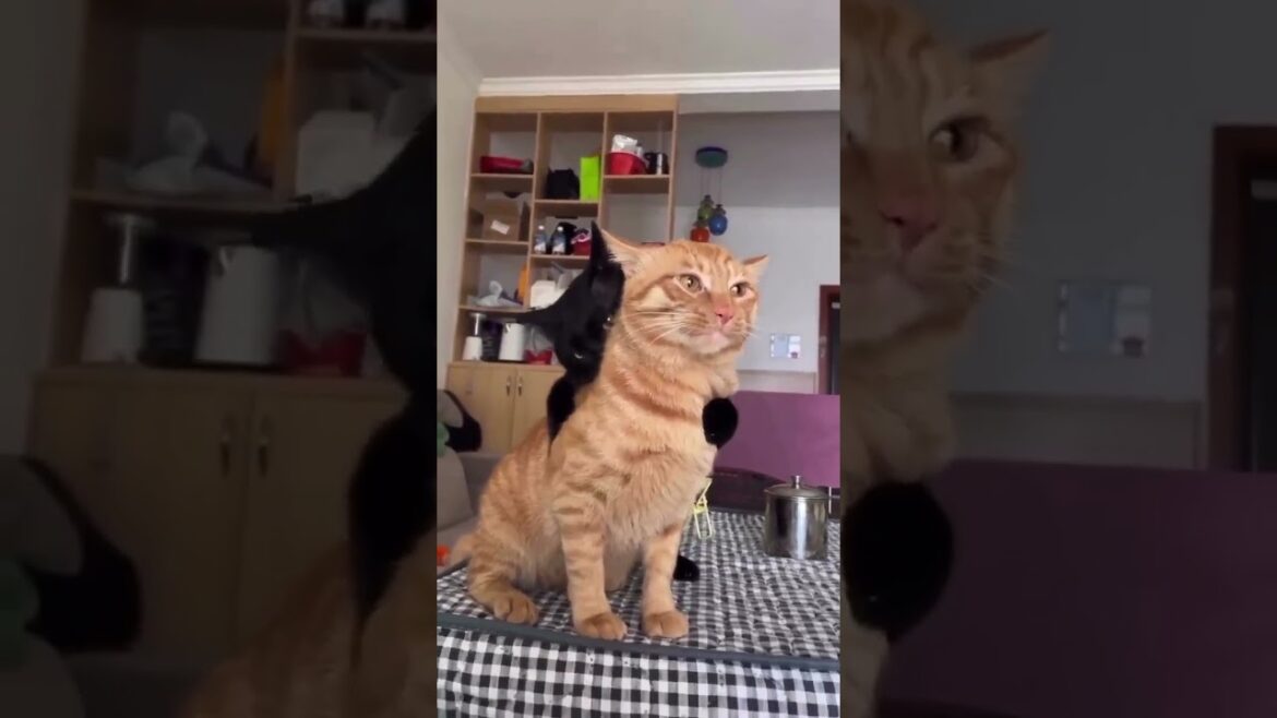 Cute Cats I found on internet part #131  #cat #kitten #cats #trendingshorts #shorts #kitty #funnycat