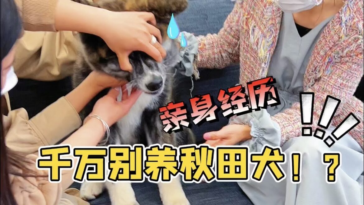 😂現在你還會想養秋田犬嗎？