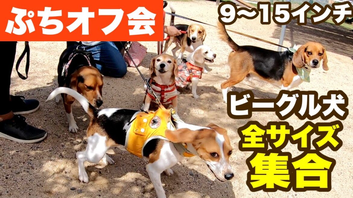 クソ可愛い美男美女だらけのビーグル犬ぷちオフ会になりました😍