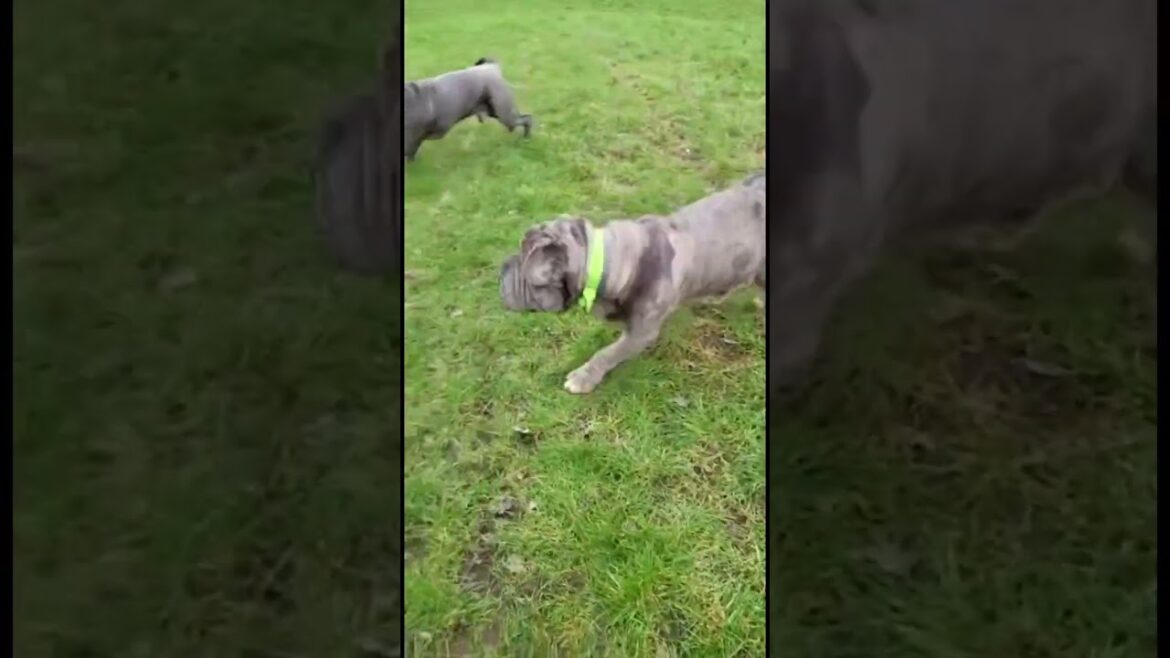 Big Neo Mastiffs chasing XL Bully Dog 🏃‍♀️ #dogs #shorts