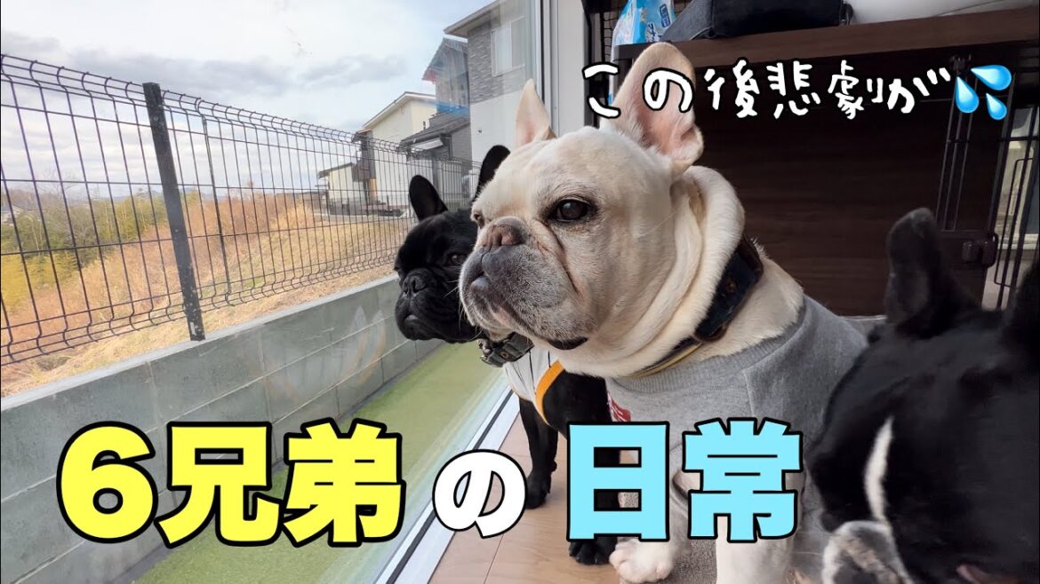 クスっと思わず笑っちゃうフレンチブルドッグ6頭の日常がこれw クスっと思わず笑っちゃうフレンチブルドッグ6頭の日常がこれw
