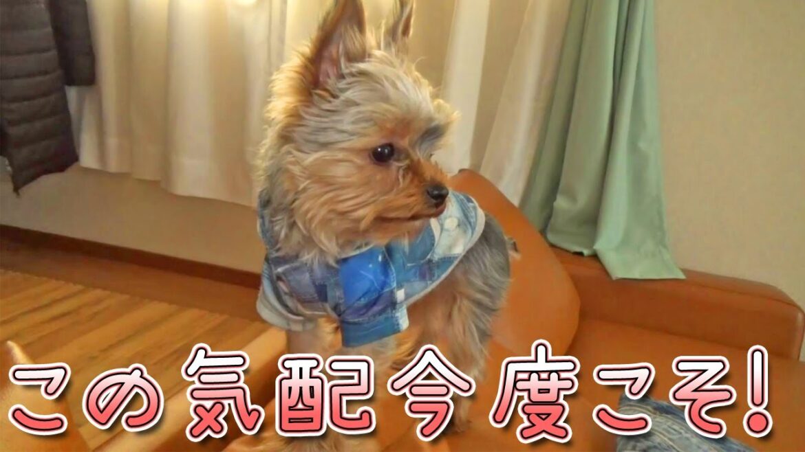【ヨークシャテリア】健気に娘を待つヨークシャテリア【Yorkshire Terrier】