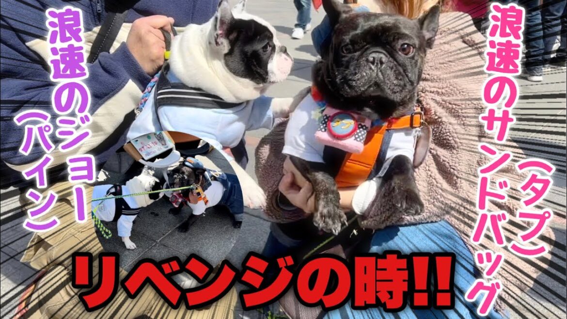 新年会でボコられたパピー犬と因縁の再会そしてリベンジの時【フレンチブルドッグ】