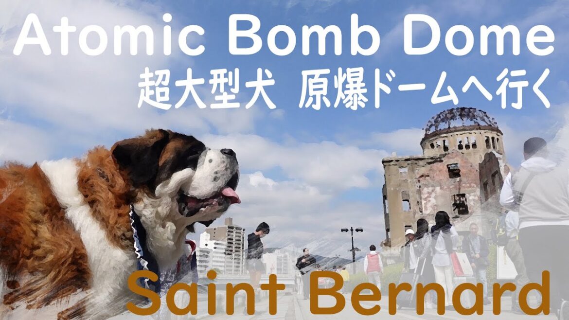 【世界平和を願うセントバーナード　ベル！】超大型犬が広島原爆ドームへ！平凡なセントバーナードSt Bernard　 Hiroshima Peace Memorial Atomic Bomb Dome
