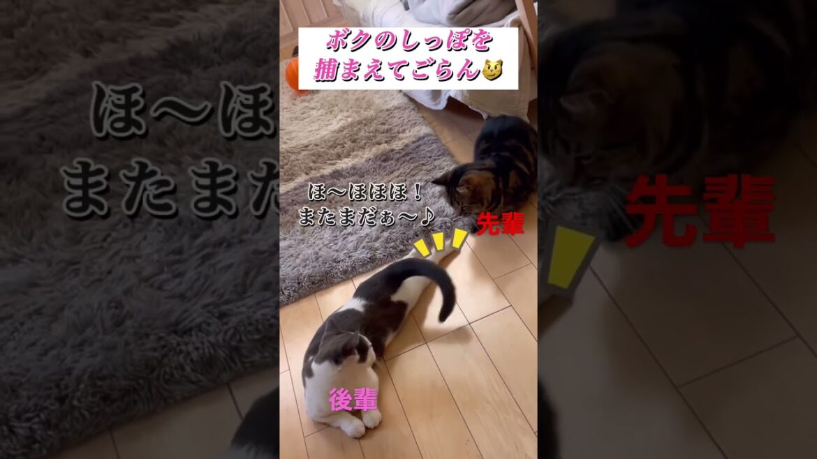 【先輩猫をおちょくる新米1歳猫😜】#アメショ#アメリカンショートヘア#マンチカン#短足マンチカン#雄猫#年の差猫#白黒猫#ハチワレ猫#キジトラ猫