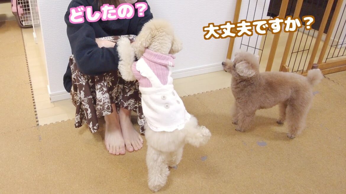 隅っこで落ち込むママを心配するトイプードル達が健気で可愛い！