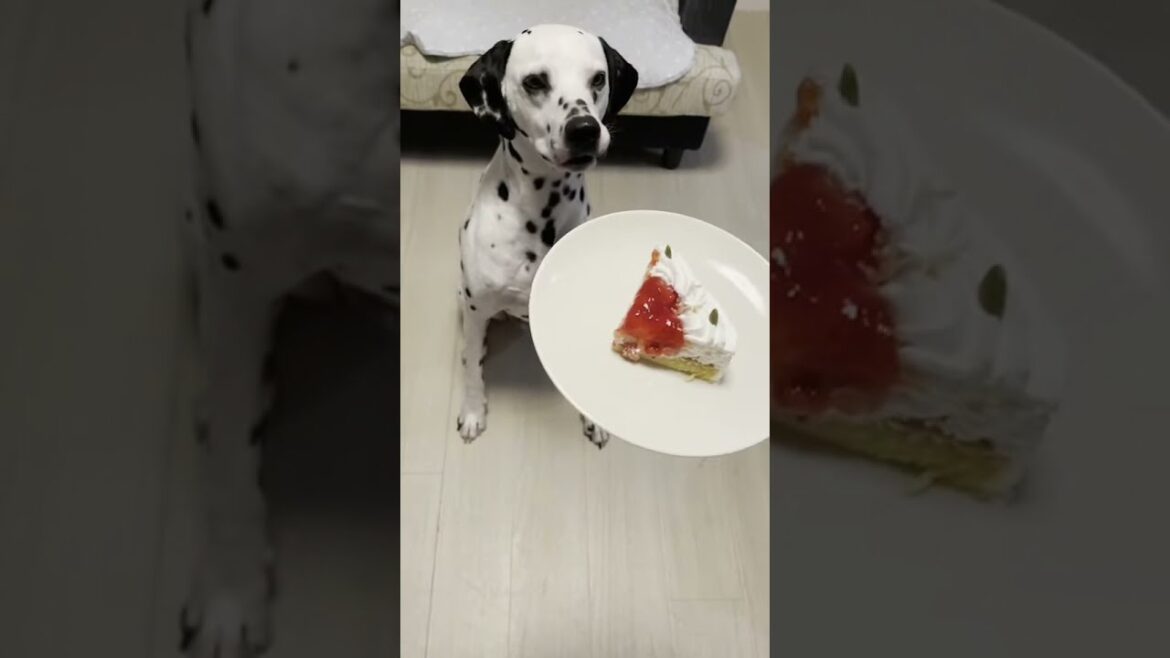 【ダルメシアン】【HAPPY BIRTHDAY】【Dalmatian】ダッフィー８歳になりました。