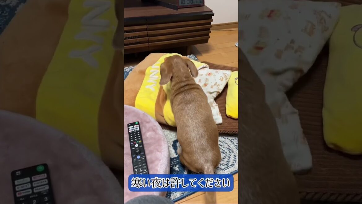 【寒い夜は許してください】スムースダックスは寒がりなんです #ダックスフンド #スムース #賢い犬#天才犬