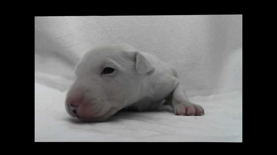 ミニチュアブルテリアの子犬05