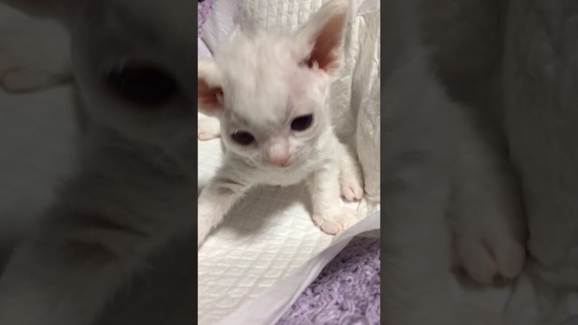 ホワイトプードルちゃん🎀