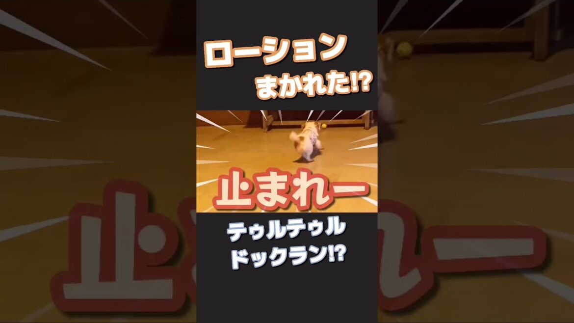 【爆笑】すべり過ぎる#shorts #ジャックラッセルテリア#dog
