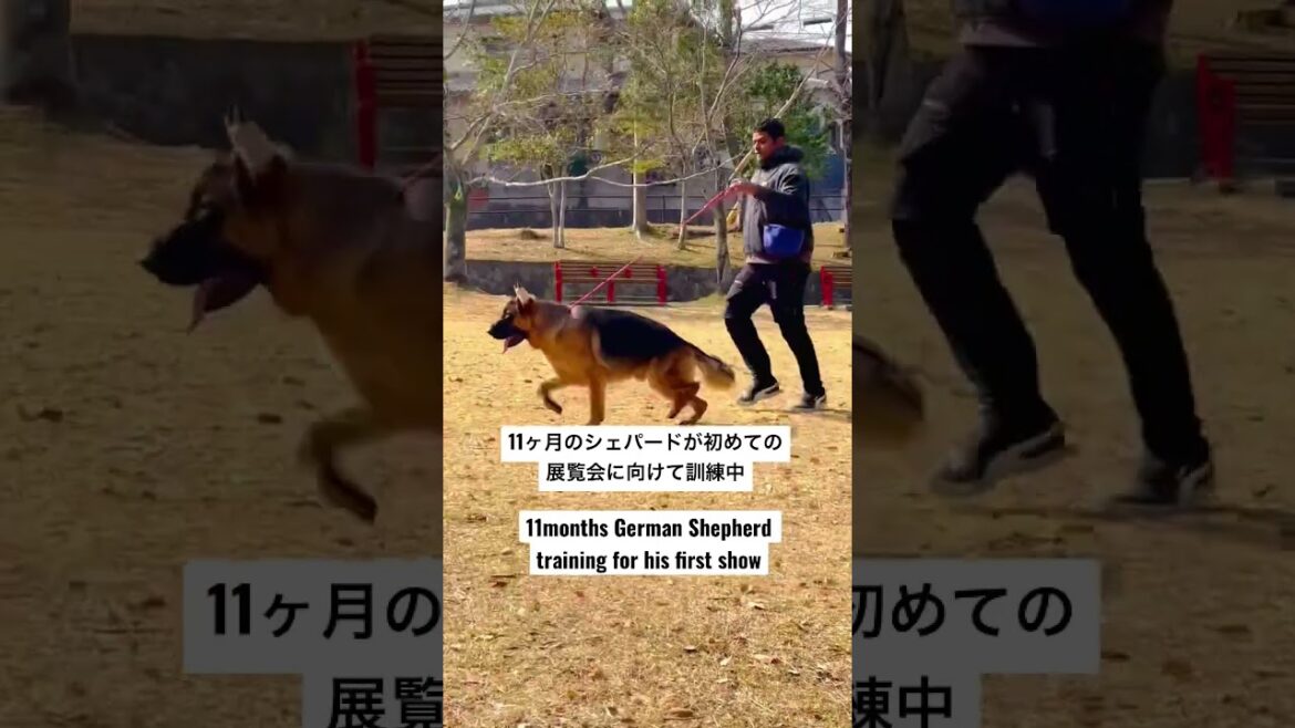 訓練中ですOJT #shorts #germanshephard #ジャーマンシェパード #puppy #gsd #fun #訓練 #dog