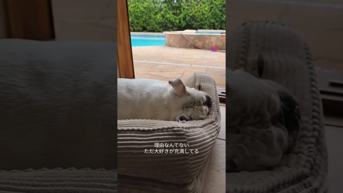 #shorts #deaf 野生感ゼロ #ハワイ #ブルドッグ #bulldog #short #dog
