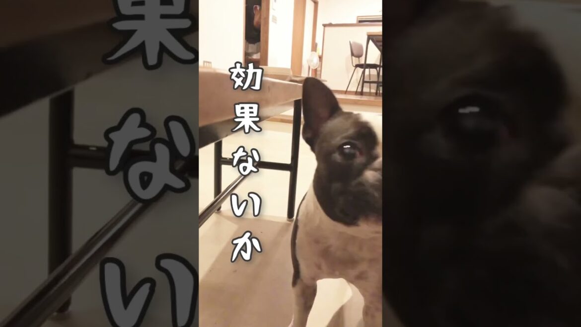 ボストンテリアきいろさん【ボステリ】