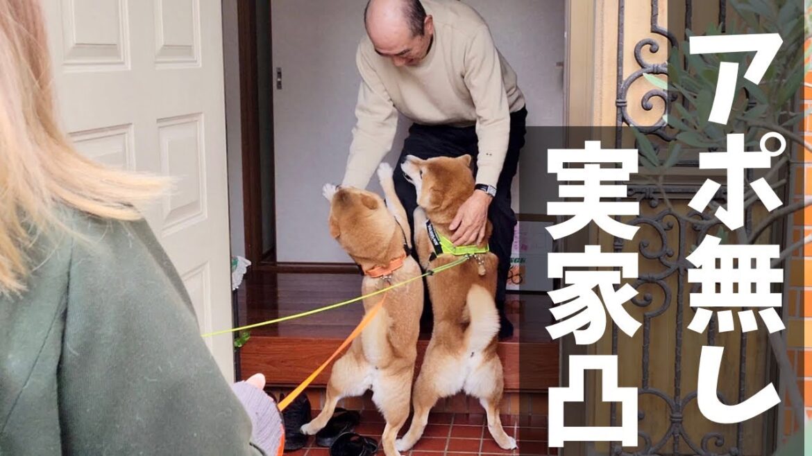 WBCを応援する為に、柴犬達と一緒に実家に凸してみた WBCを応援する為に、柴犬達と一緒に実家に凸してみた