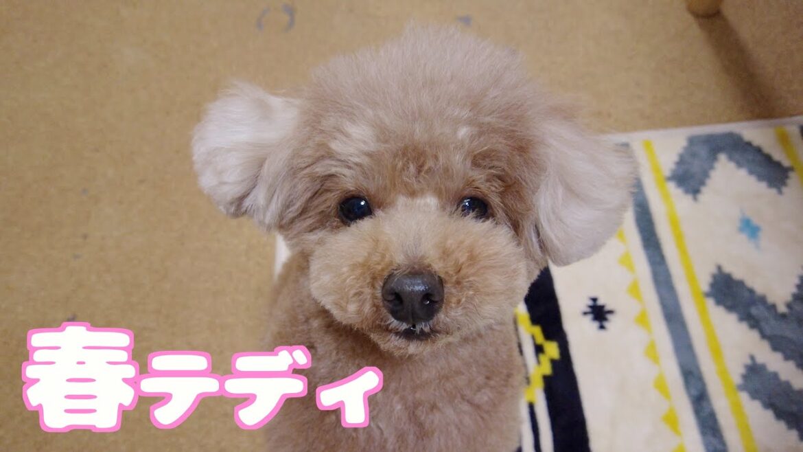 愛犬が春のテディベアカットで超絶可愛くなって帰ってきました♪