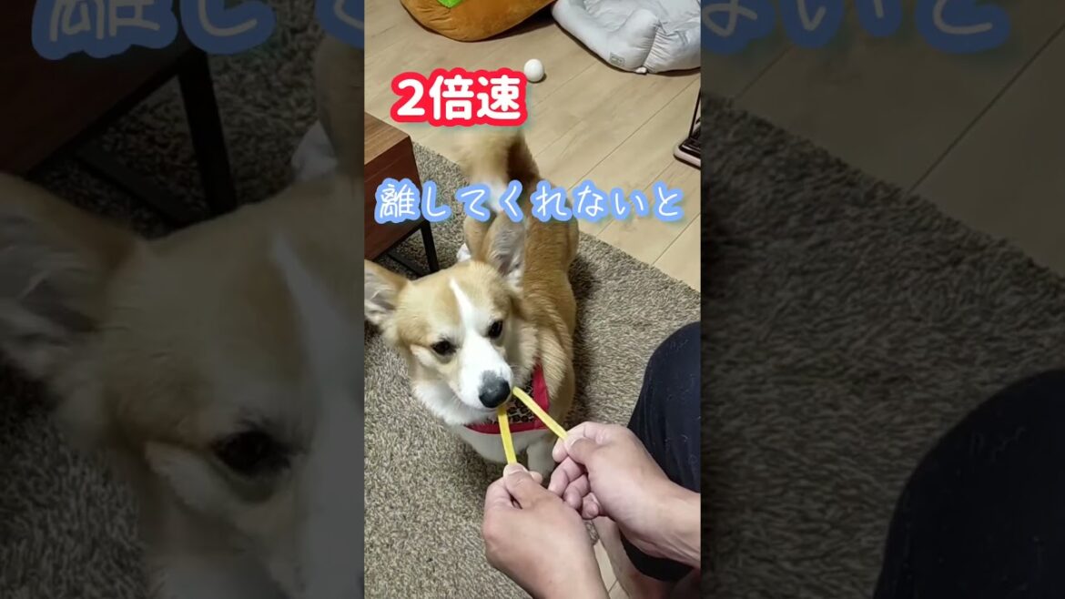 諦めの早い犬 / A dog that is quick to Give Up #shorts #犬のいる暮らし #尻尾ありコーギー