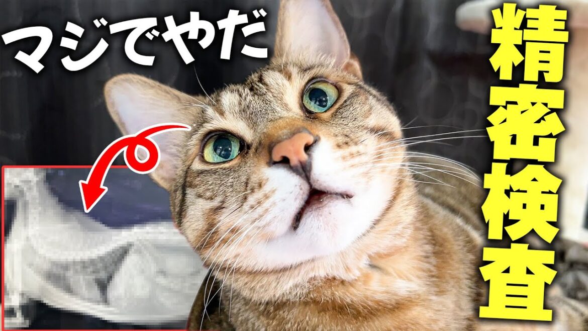 8歳になって体に不安があったネコが精密検査を受けた結果… 8歳になって体に不安があったネコが精密検査を受けた結果…