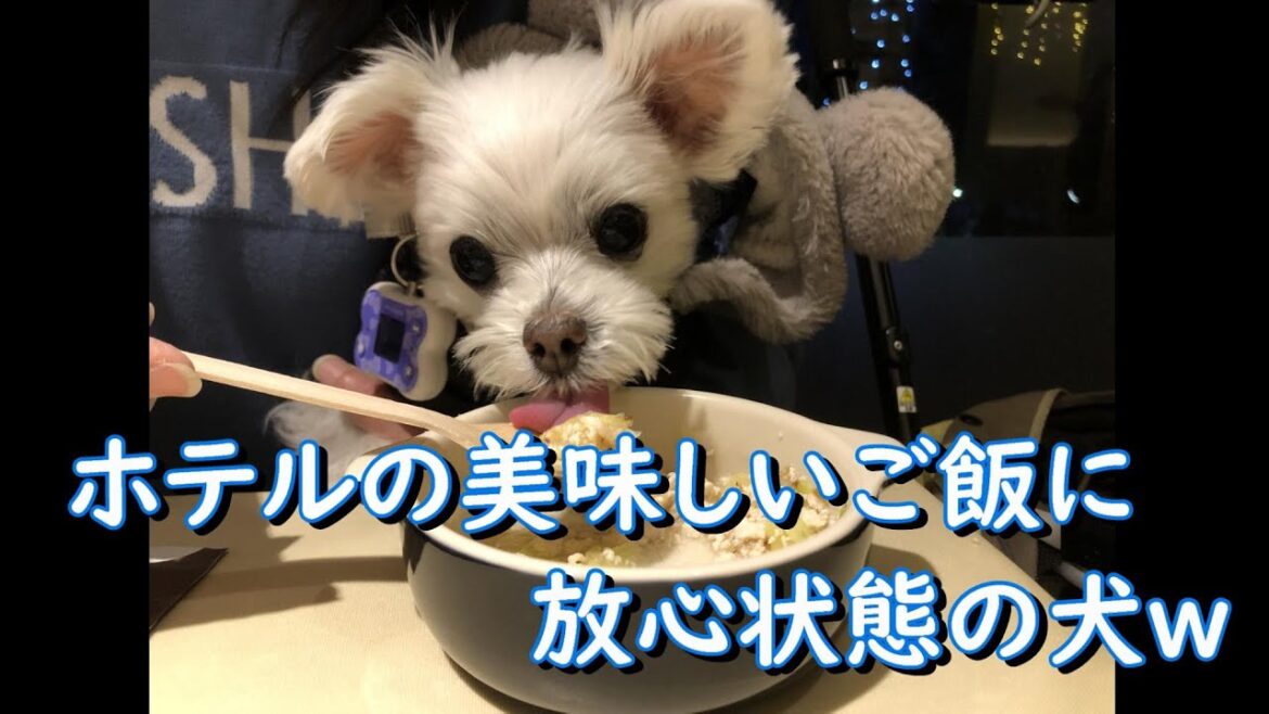 【那須旅行】美味しい食事に放心状態の犬【マルチーズわたまる】
