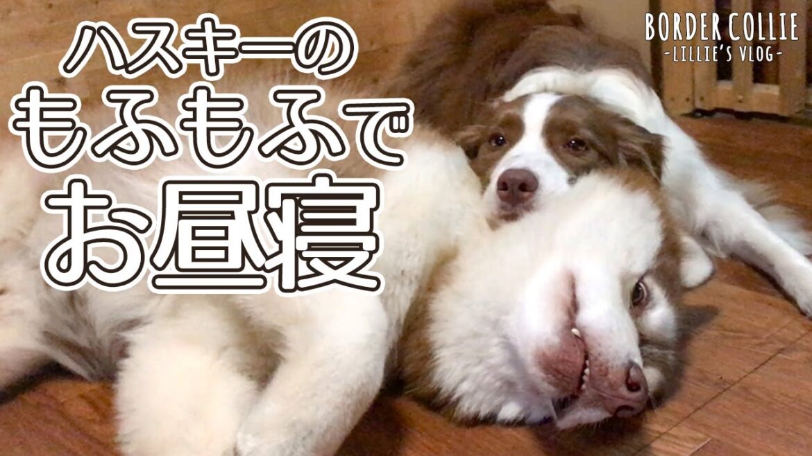 ハスキーのもふもふでお昼寝するボーダーコリー！可愛すぎで悶絶した...