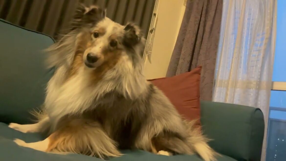 思わずロックする愛犬が可愛イイ。＃Shorts #シェルティ #シェットランドシープドッグ #ブルーマール #sheltie