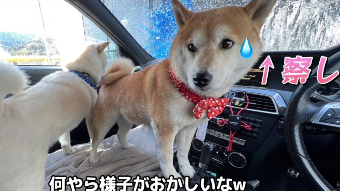 柴犬夫婦がドライブ行った先は初めて見る世界…余裕w
