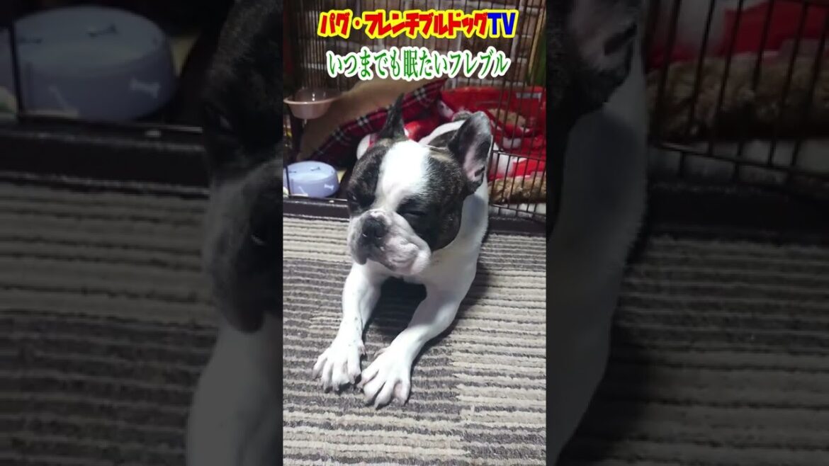 二度寝確定！ いつまでも眠たいフレブル　フレンチブルドッグ『ぶーちゃん日記』