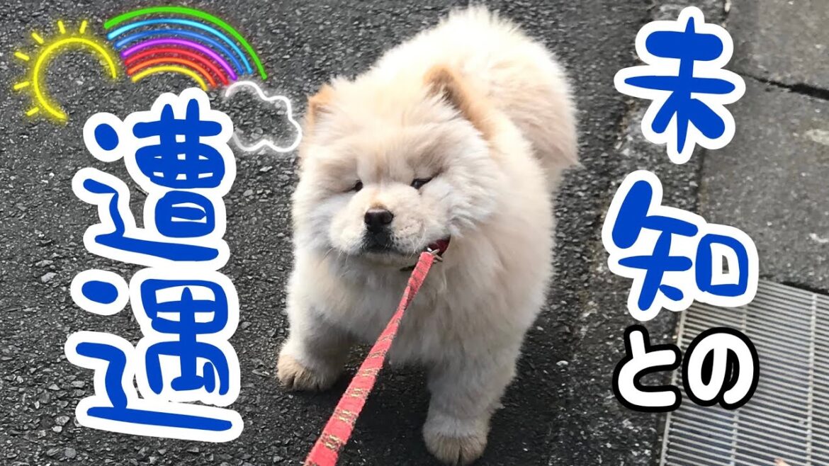 ビビる姿も愛おしいチャウチャウの赤ちゃん