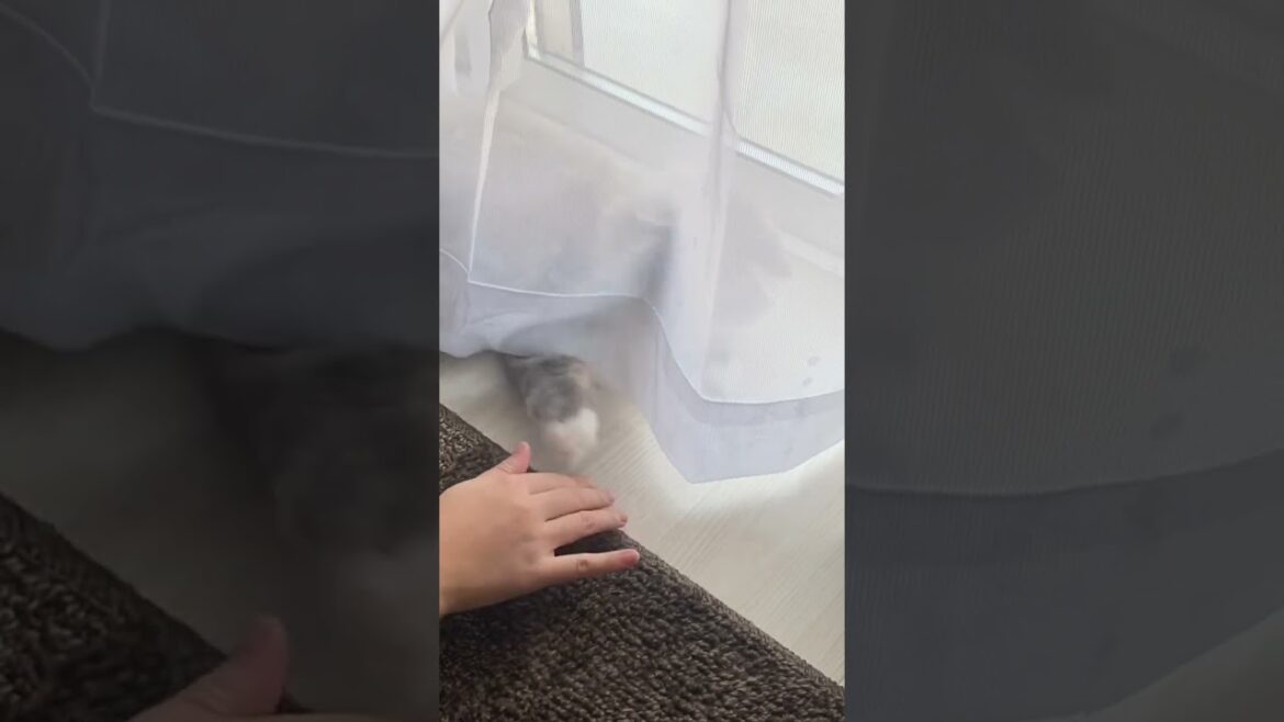警備中の猫にちょっかい出すと… #ねこ動画 #サイベリアン #shorts