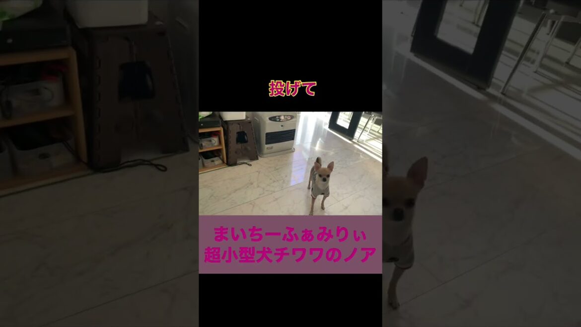遊んで欲しい時言う事を聞いてくれる『チワワのノア』嬉しくてオーバーランしちゃうよ #shorts #chihuahua #チワワ