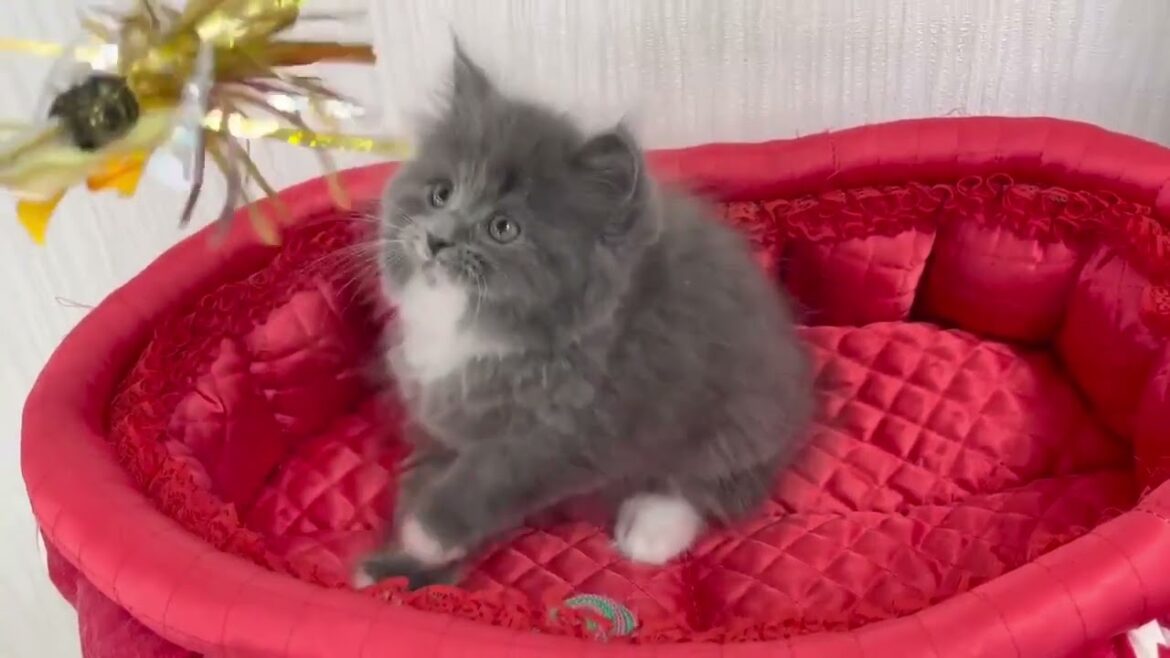 スコティッシュフォールド 毛量たっぷりなブルー&ホワイト(ロングヘアー)の男の子。 スコティッシュフォールド 毛量たっぷりなブルー&ホワイト(ロングヘアー)の男の子。